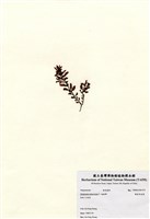 藏品(匍枝馬尾藻)的圖片